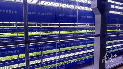 這屆年輕人，在種一種很新的“數(shù)字地”——走馬觀粵看新農(nóng)人如何玩轉(zhuǎn)智慧農(nóng)業(yè)